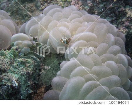 Mizutama珊瑚 106464054