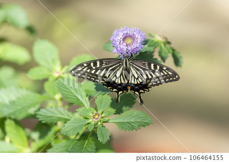 Swallowtail 106464155