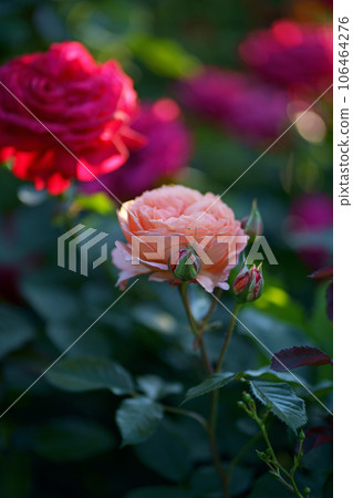 Roses in the garden. Rose variety Polka. Beautiful Red rose on Black background. Petals of Blooming pink rose flower open, close-up. Holiday, love, birthday. Bud closeup. Roses in the garden. Rose variety Polka. Beautiful Red rose on Black background. Petals of Blooming pink rose flower open, close-up. Holiday, love, birthday. Bud closeup. 106464276