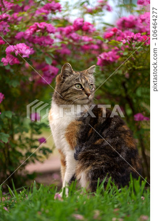 cat walks on the street. A cute homemade tricolor cat sits on the path under a bush of blooming roses on her yard. Beauty in nature, pet care, human next to animals cat walks on the street. A cute homemade tricolor cat sits on the path under a bush of blooming roses on her yard. Beauty in nature, pet care, human next to animals 106464277