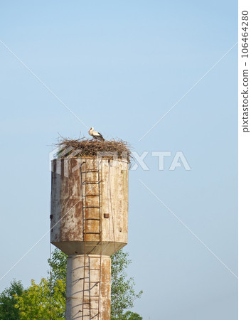 Life and reproduction of white storks. stork nest. White storks built a nest on a rural water tower in the spring and hatched their chicks 106464280