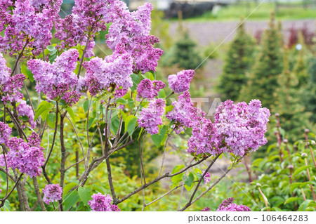 Lilac flowers branch. Floral background natural spring. Blossoming lilac flower bud. spring time color. Beautiful purple petal plant. Botanical flora Aesthetic mood Summer garden Pink liliac 106464283