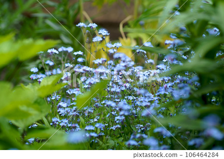 Forget-me-not flower macro with bright green leaves in the rays of the sun. Blue flowers on a green background. Blooming flowers nature background. 106464284
