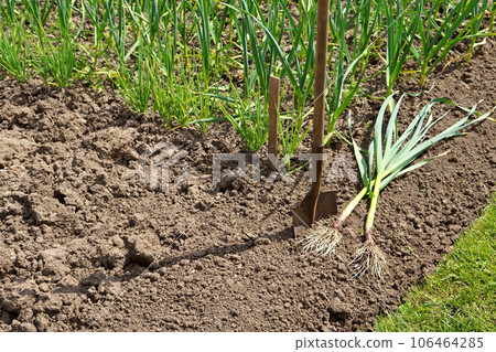 Vegan, vegetarian, vegetables. Time to dig out the garlic. Vegan, vegetarian, vegetables. A worker digs garlic with a shovel on a farm and puts it in bunches next to it on the ground. close-up Vegan, vegetarian, vegetables. Time to dig out the garlic. Vegan, vegetarian, vegetables. A worker digs garlic with a shovel on a farm and puts it in bunches next to it on the ground. close-up 106464285