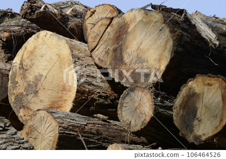 Stacked logs Stacked logs 106464526