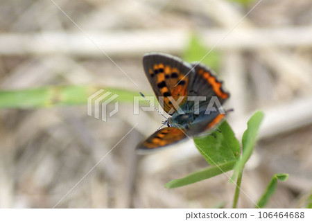 Lycaena phlaeas Lycaena phlaeas 106464688