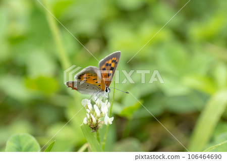 Lycaena phlaeas 106464690