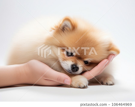 Pomeranian sleeping with bed owner's hand. I feel safe and relaxed. White background. Generation AI Pomeranian sleeping with bed owner's hand. I feel safe and relaxed. White background. Generation AI 106464969
