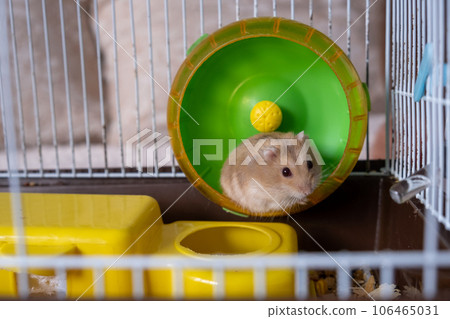 A cute hamster runs in a wheel. The concept of running in a circle, useless futile movement. Dzungarian hamster. Red hamster with red eyes is a favorite pet. A cute hamster runs in a wheel. The concept of running in a circle, useless futile movement. Dzungarian hamster. Red hamster with red eyes is a favorite pet. 106465031