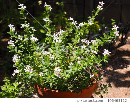 small periwinkle flowers miniature nuts small periwinkle flowers miniature nuts 106465112