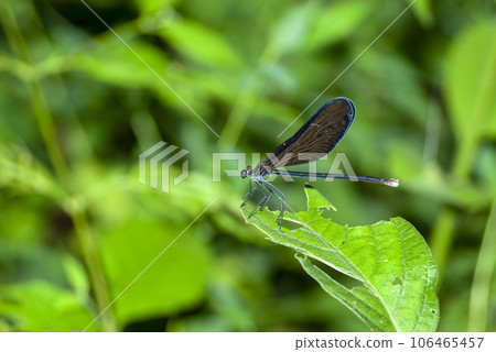 Hagorotorbo 106465457