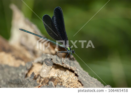 Atrocalopteryx蟬 106465458