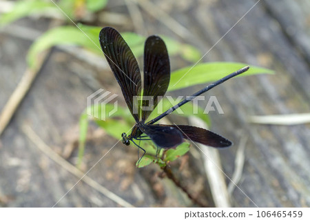 Atrocalopteryx蟬 Atrocalopteryx蟬 106465459