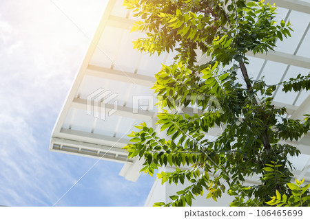 green eco building concept. indoor green tree with sun roof for clean fresh air and low energy use. 106465699