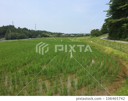 The curve of the rows of rice in the rice field after rice planting and the road leading to the forest The curve of the rows of rice in the rice field after rice planting and the road leading to the forest 106465742