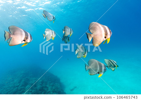 Blue sea and fish Blue sea and fish 106465743