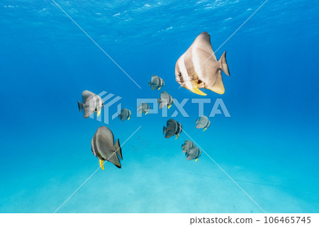 Blue sea and fish 106465745