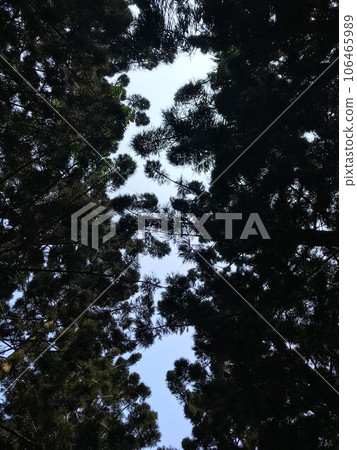 仰望樹林間隙 仰望樹林間隙 106465989