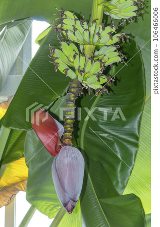 banana banana 106466006