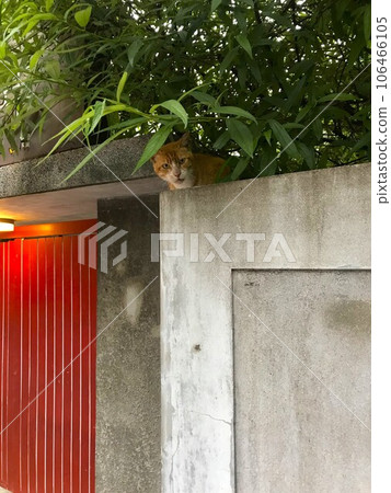 The orange cat peeking out 106466105