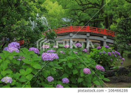 紫陽花盛開的真嗣池 106466286