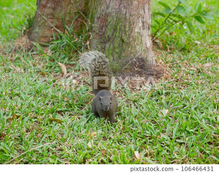 松鼠慢慢走近 松鼠慢慢走近 106466431