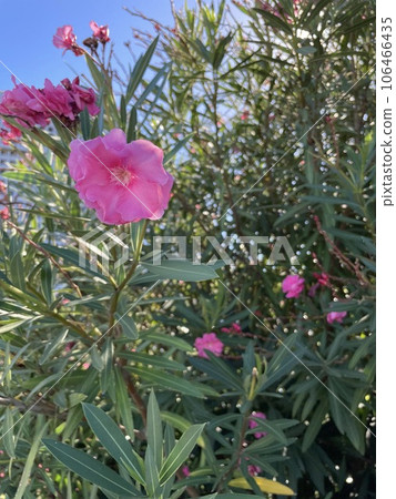 Oleander flowers: Pink, poisonous plants that bloom in summer. Oleander flowers: Pink, poisonous plants that bloom in summer. 106466435