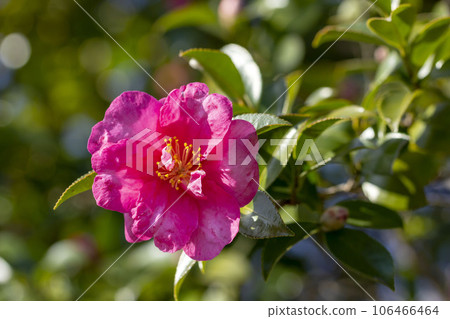 茶梅 茶梅 106466464