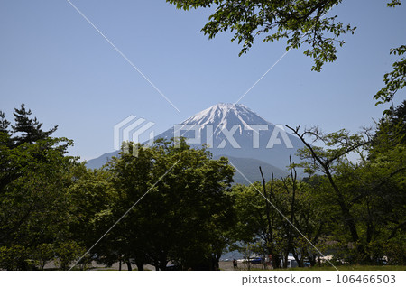 透過樹林看到白雪皚皚的富士山 透過樹林看到白雪皚皚的富士山 106466503