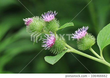Burdock flowers Burdock flowers 106466662