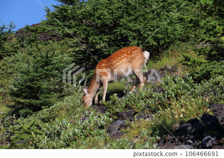 【靜岡縣富士宮市風景】富士山登山道上的鹿 【靜岡縣富士宮市風景】富士山登山道上的鹿 106466691