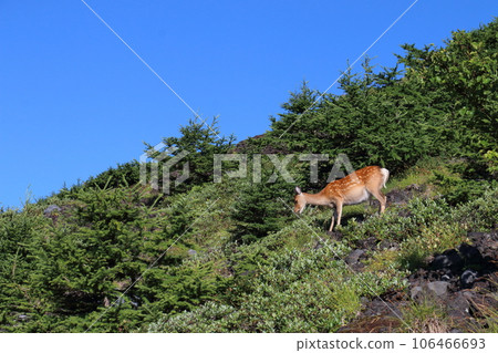 【靜岡縣富士宮市風景】富士山登山道上的鹿 106466693