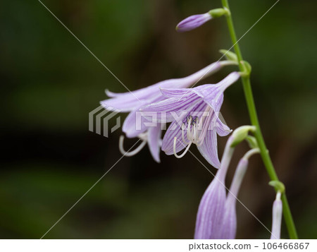 淺紫色小葉星花 淺紫色小葉星花 106466867