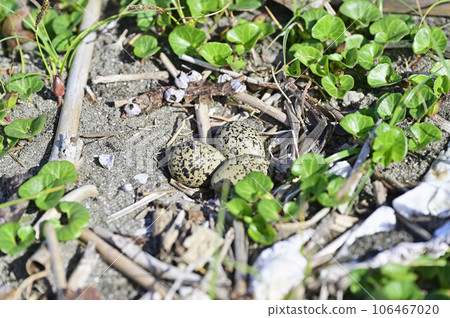 snowy plover eggs snowy plover eggs 106467020
