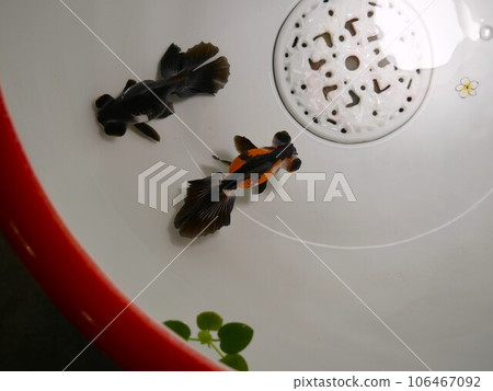 金魚01 金魚01 106467092