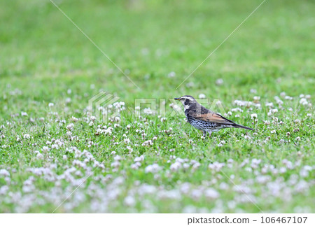 Thrush and white clover Thrush and white clover 106467107