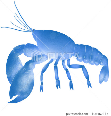 blue shrimp blue shrimp 106467113