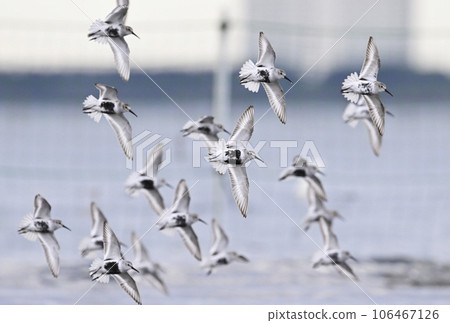 哈馬西吉飛 106467126