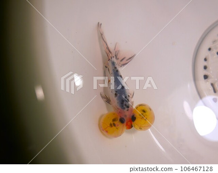 金魚03 金魚03 106467128