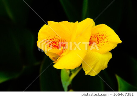 黃色美人蕉 106467391