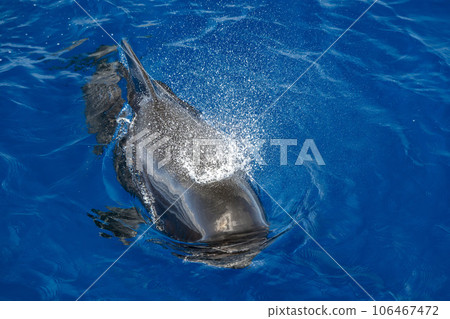 Pilot whales in mediterranean ligurian sea ultra rare to see whale watching 106467472