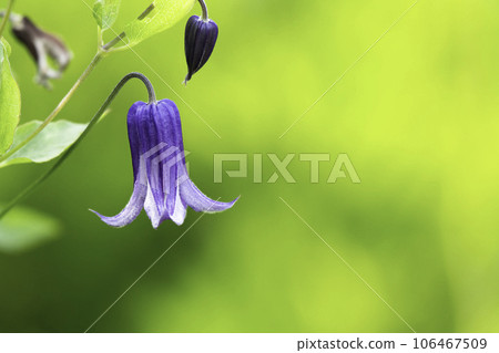 purple clematis flowers in the shape of a bell purple clematis flowers in the shape of a bell 106467509