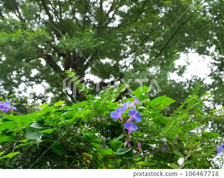 Purple flower Purple flower 106467718
