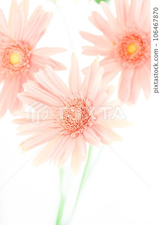 明亮的粉紅色非洲菊花 明亮的粉紅色非洲菊花 106467870