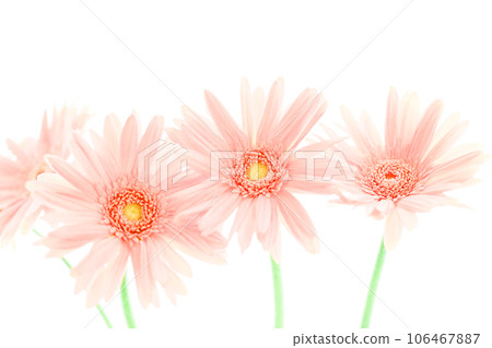 明亮的粉紅色非洲菊花 明亮的粉紅色非洲菊花 106467887