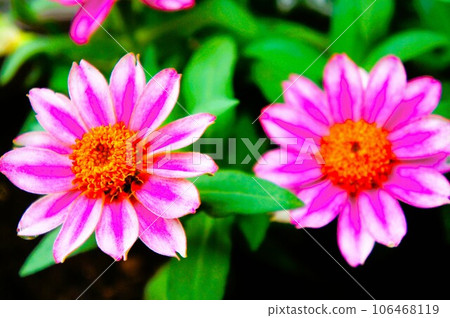 粉色菊花 粉色菊花 106468119