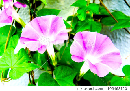 粉紅色的牽牛花 粉紅色的牽牛花 106468120