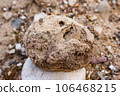 Fossilized sponge Chaetetes spherical shape replaced by chalcedony, Russia 106468215
