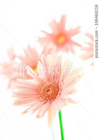 pink bright gerbera flowers 106468216