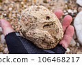 Fossilized fossil sponge Chaetetes of spherical shape in hand, Russia 106468217